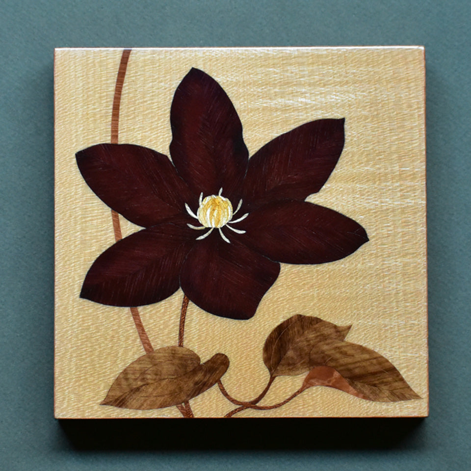 Clematis No.1 b