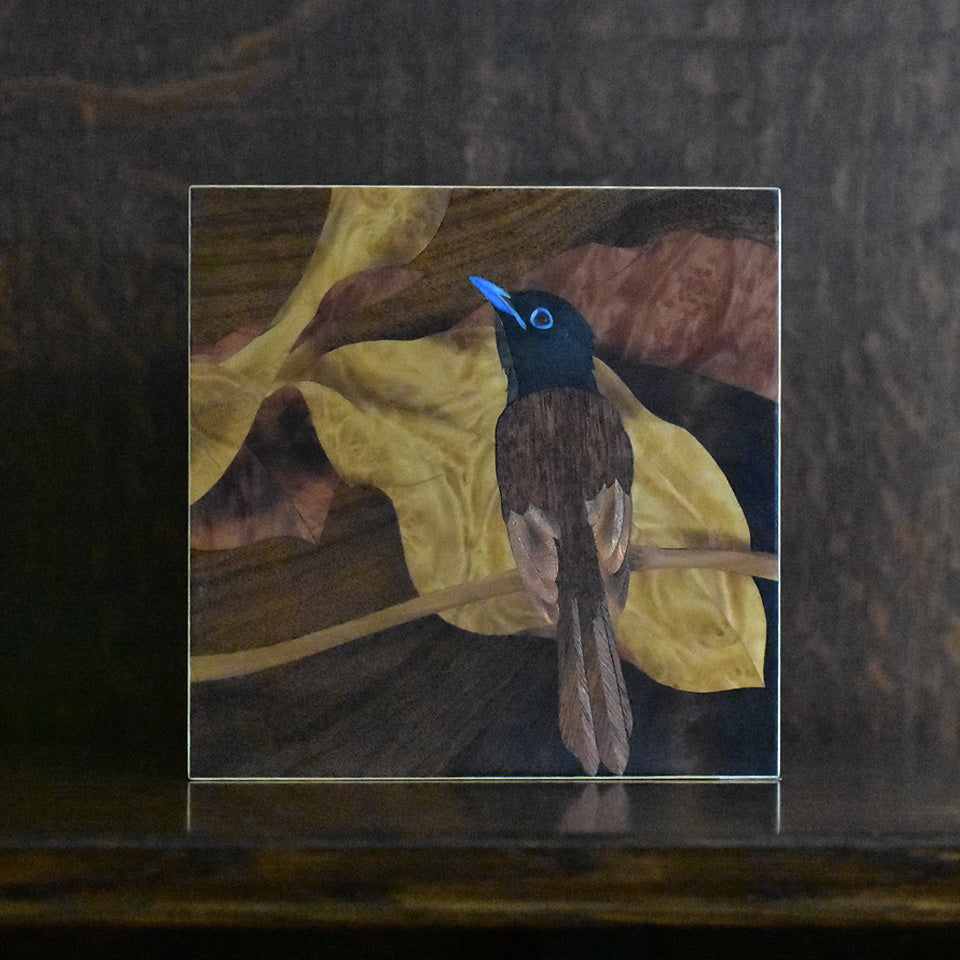 Flycatcher　サンコウチョウ