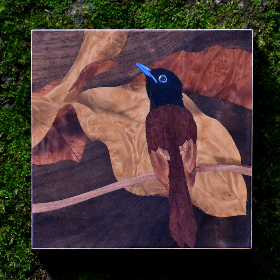 Flycatcher　サンコウチョウ